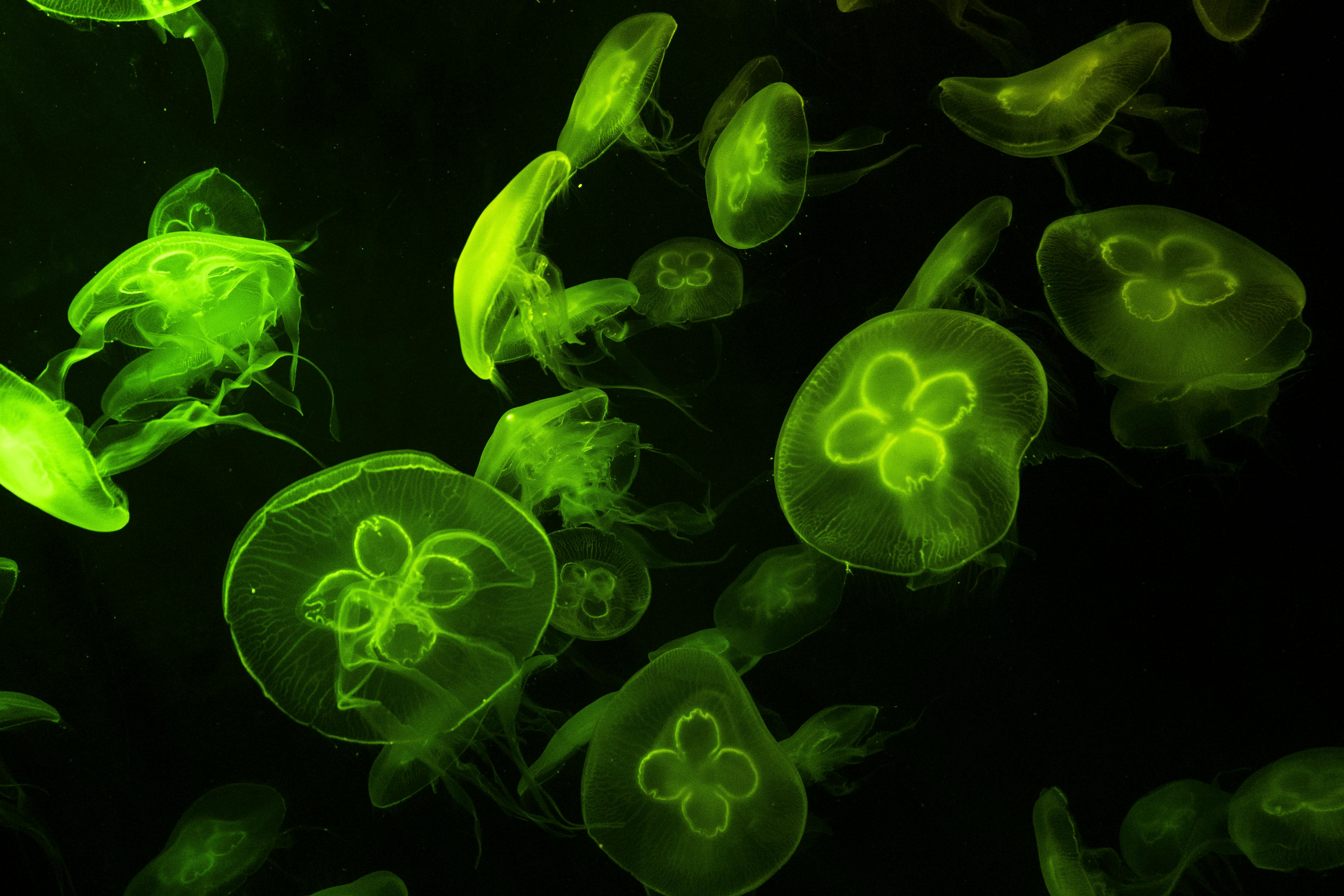 Underwater Photography of Green Jelly Fish · Free Stock Photo