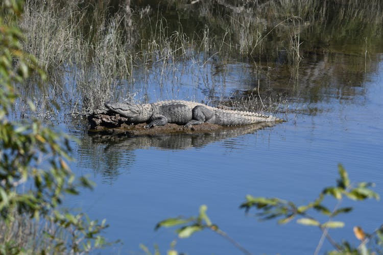 
A Crocodile On A Swamp