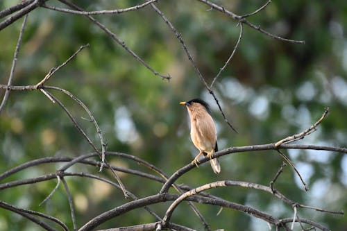 Δωρεάν στοκ φωτογραφιών με brahminy starling, ζώο, κλαδιά