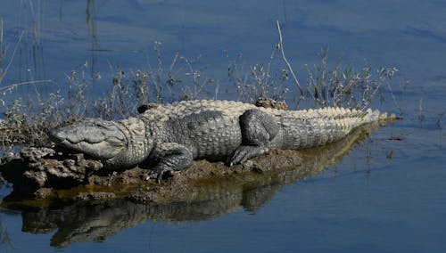 Безкоштовне стокове фото на тему «водно-болотних угідь, Крокодил, Марш»