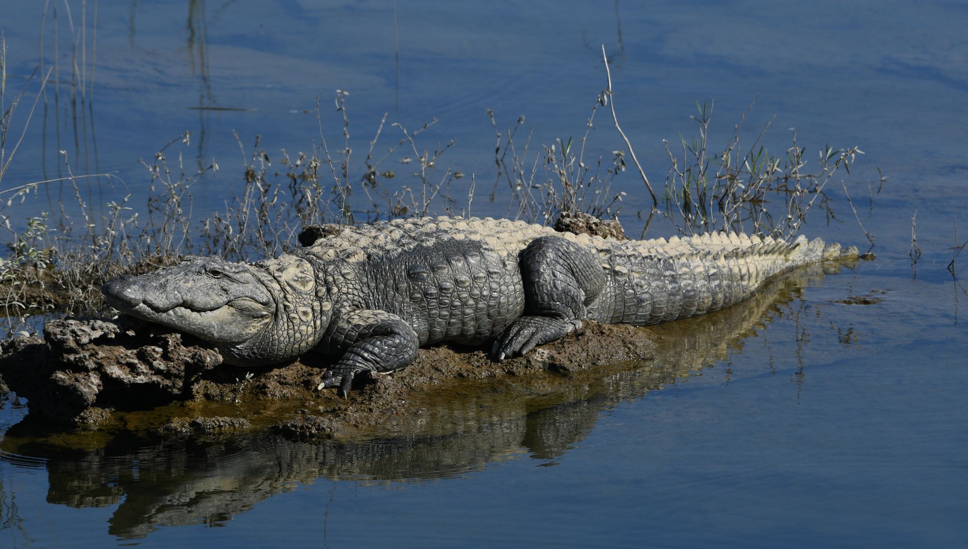 A large crocodile lying on a muddy bank in wetlands, reflecting in the water.