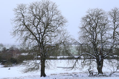 Bezpłatne Darmowe zdjęcie z galerii z bezlistne drzewa, gołe drzewa, natura Zdjęcie z galerii