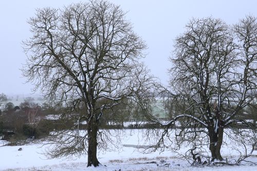Free A peaceful winter scene featuring leafless trees in a snow-covered field. Stock Photo