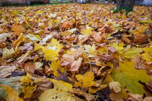 Photos gratuites de automne, fermer, feuilles mortes