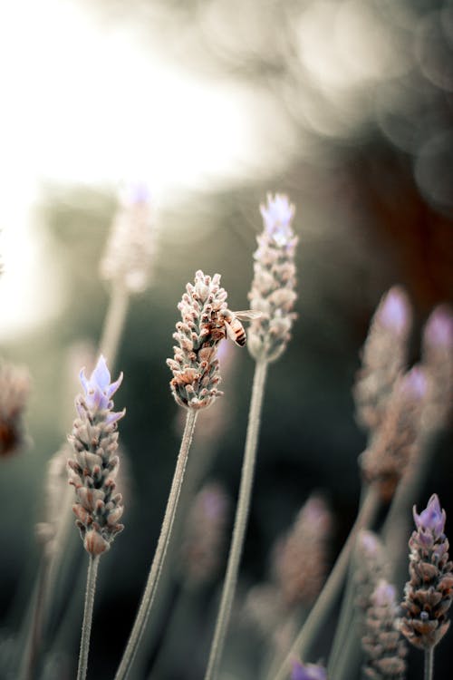

A Close-Up Shot of a Bee on a Lavender