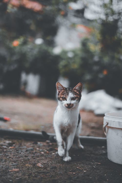 
A Close-Up Shot of a Cat Walking