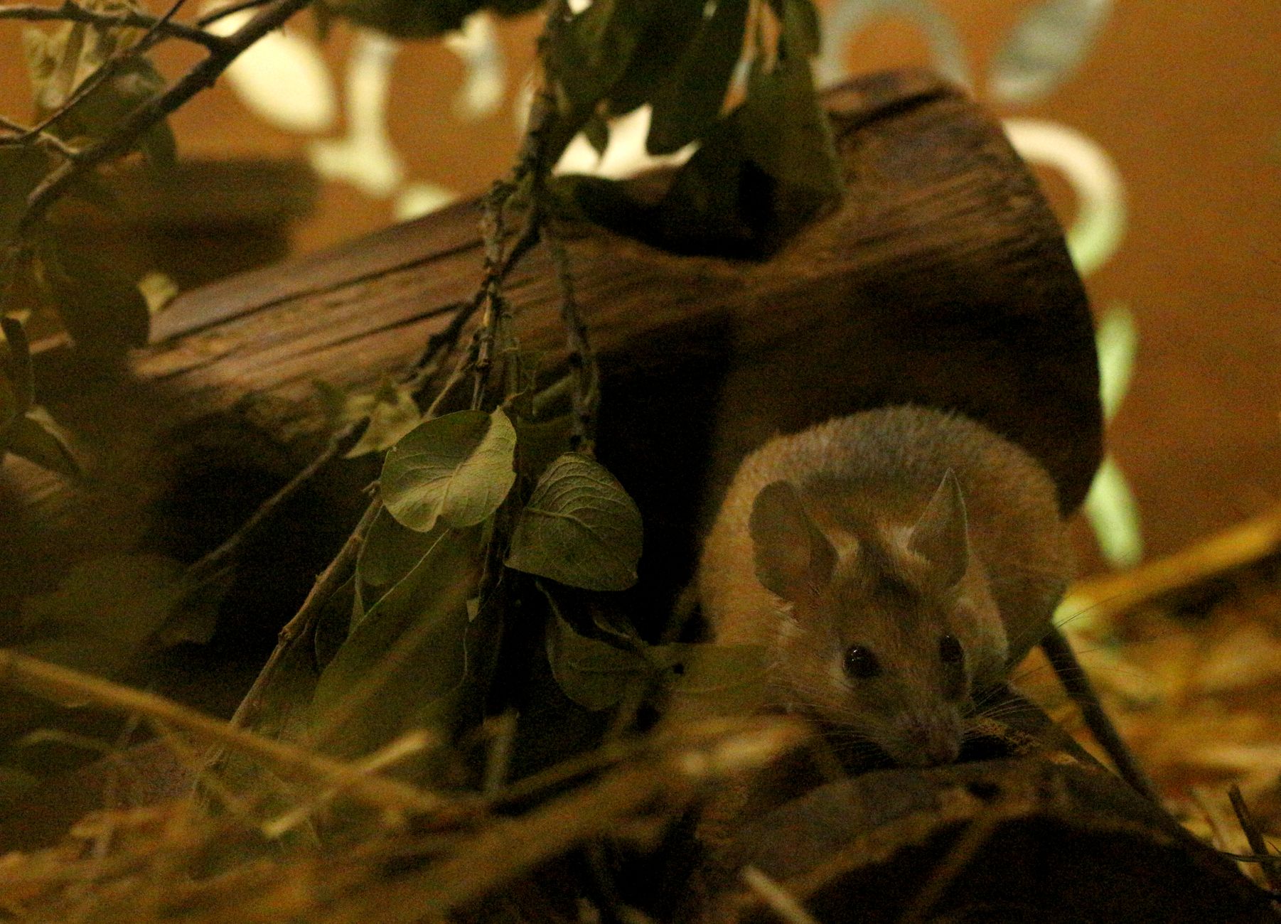 Portrait of a mouse at a veterinary clinic