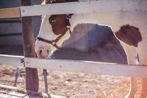 Kostnadsfri bild av barriär, bete, blåögd häst