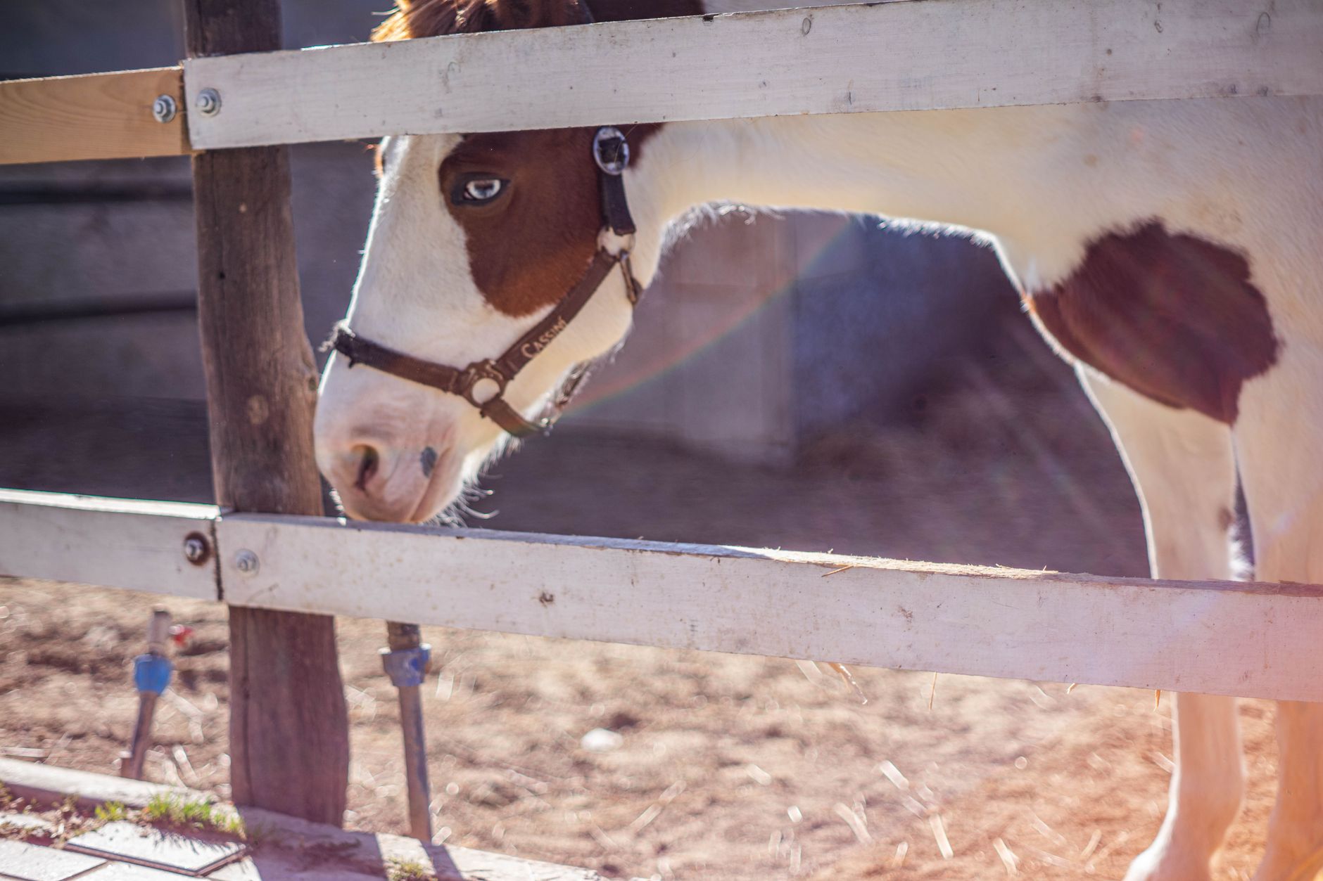A horse undergoing diagnostic blood testing at a veterinary clinic