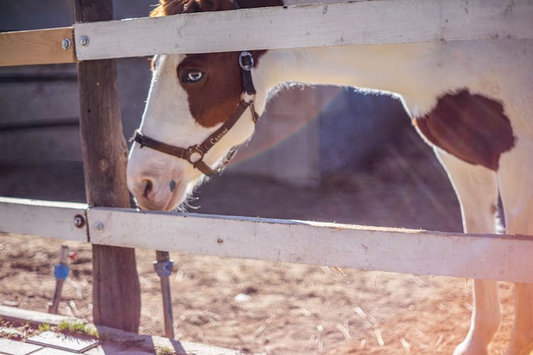 Horse Behind A Fence 