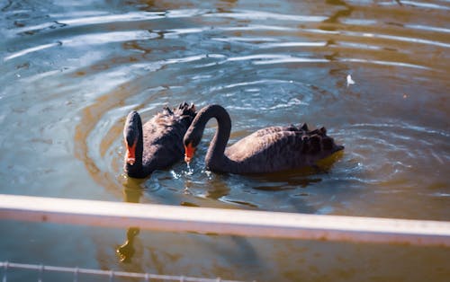Free Black Swans Swimming on the Water Stock Photo