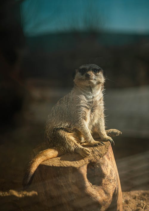 Free A Meerkat Sitting on a Wood Stock Photo