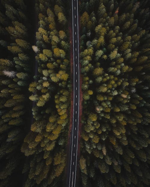Free Aerial View of a Road between Trees Stock Photo