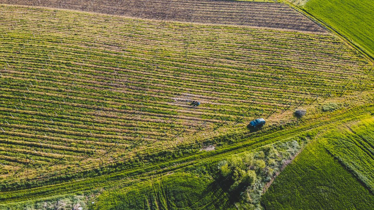 Aerial shot of a lush green vineyard in rural Romania, showcasing vast agricultural fields and countryside charm. Illustrative editorial photograph.