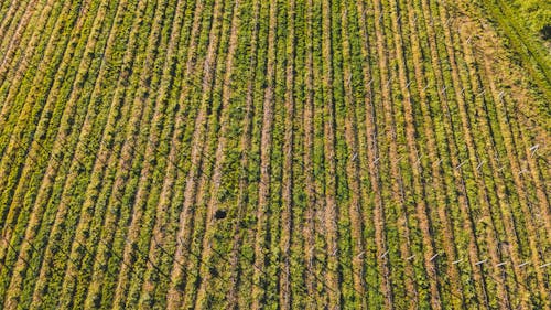 Foto profissional grátis de aerofotografia, área, cenário