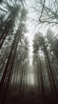 Mysterious misty forest with towering pine trees enveloped in dense fog, creating an ethereal atmosphere.