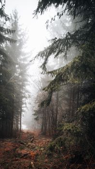 A foggy pathway through a dense evergreen forest creates a mystical atmosphere.
