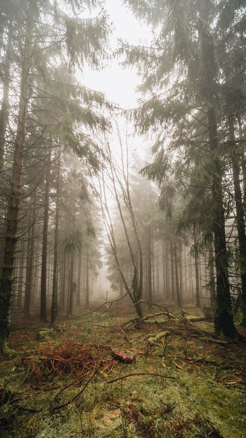 Free A serene vertical view of a misty forest path with tall trees shrouded in fog. Stock Photo