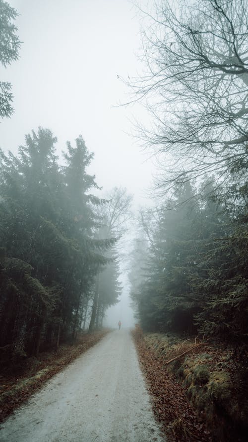 Imagine de stoc gratuită din arbori, cețos, codru