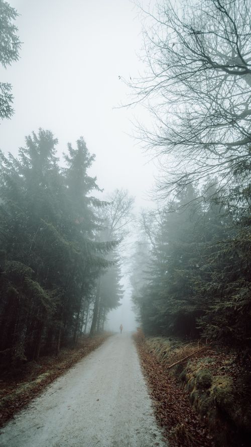 Free A misty forest path enveloped in fog, bordered by tall trees, evokes tranquil solitude. Stock Photo