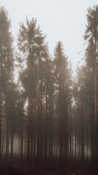 Fog envelops tall pine trees, creating a mystical forest ambience.