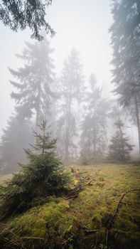 A serene misty forest scene featuring tall pine trees enveloped in fog, creating a tranquil atmosphere.