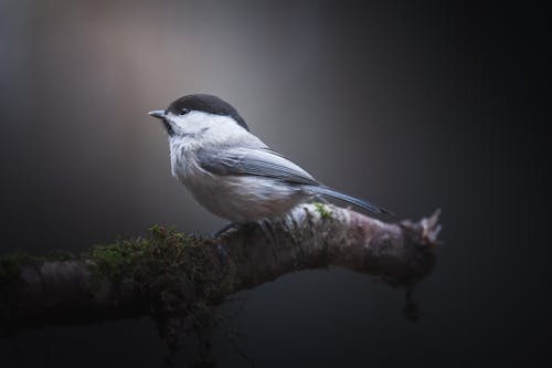 Close-Up Shot of a Willow Tit Perched on Tree Branch