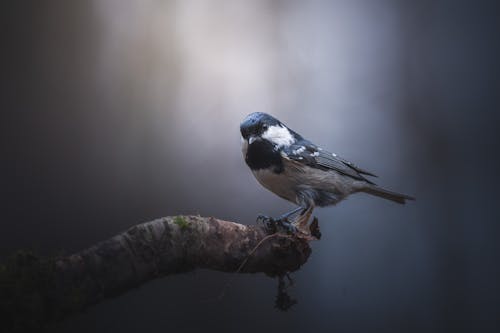 Close-Up Shot of a Coal Tit Perched on a Tree Branch