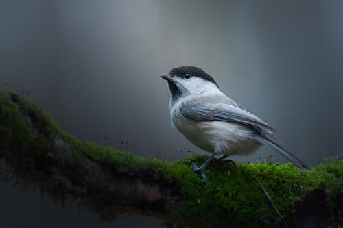 Gray Bird Perche on Green Moss