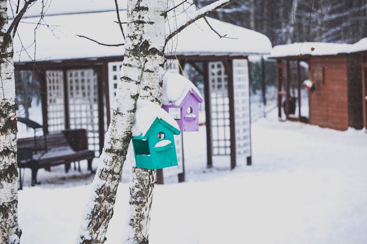 Bird Houses On Birches In Snow