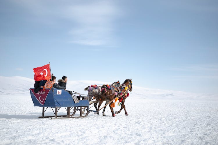 Horse Sledding In Snow Plain