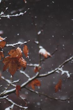 Close-up of a branch with snow and autumn leaves during snowfall, capturing winter's beauty.