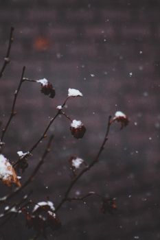 Delicate rose hips dusted with snow against a brown brick wall, conveying winter's serene beauty.