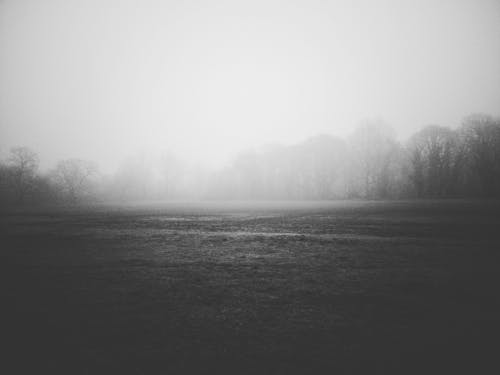 Grayscale Photo of Trees Covered With Fog