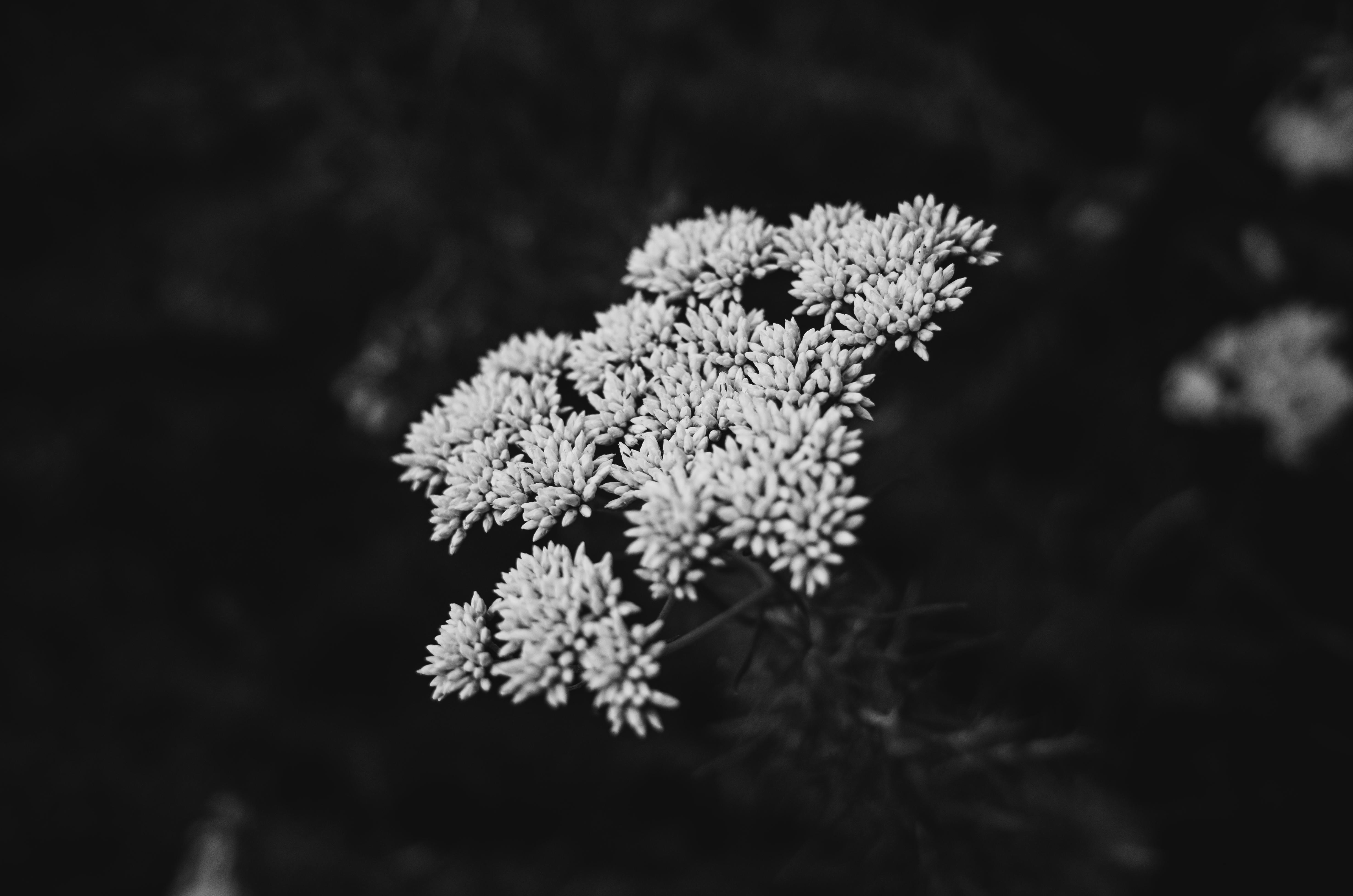 Artistic black and white close-up of a delicate flower cluster in sharp focus.