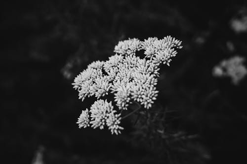 Cassinia Flowers in Black and White