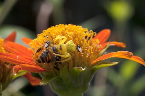 Gratis stockfoto met bijenjacht, krabspin, spinnenjacht honingbij