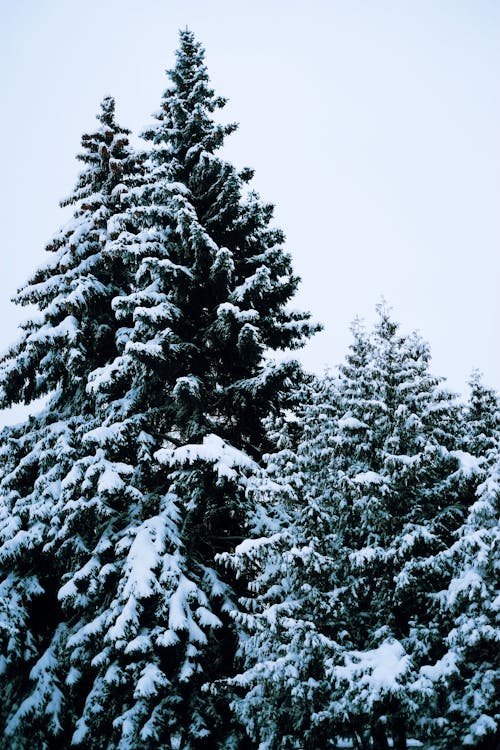 Snow-Covered Pine Trees