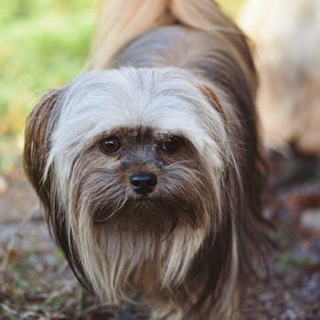 Lhasa apso image image_4