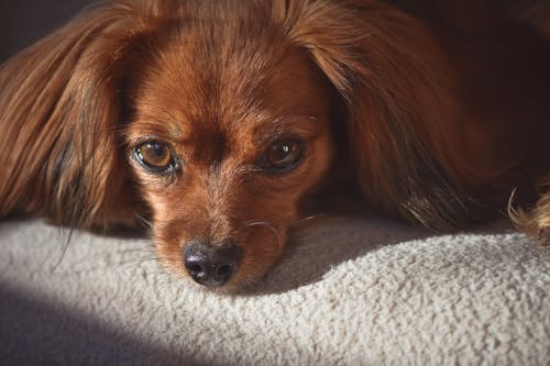 Gratuit Photos gratuites de adorable, animal domestique, canin Photos