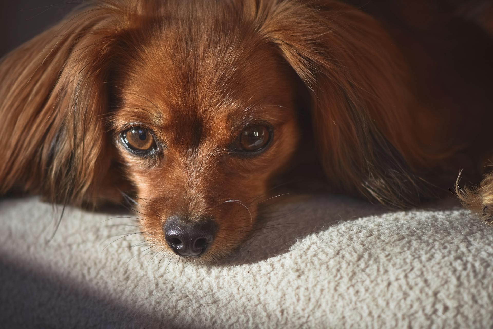 Close Up Photo of a Dog