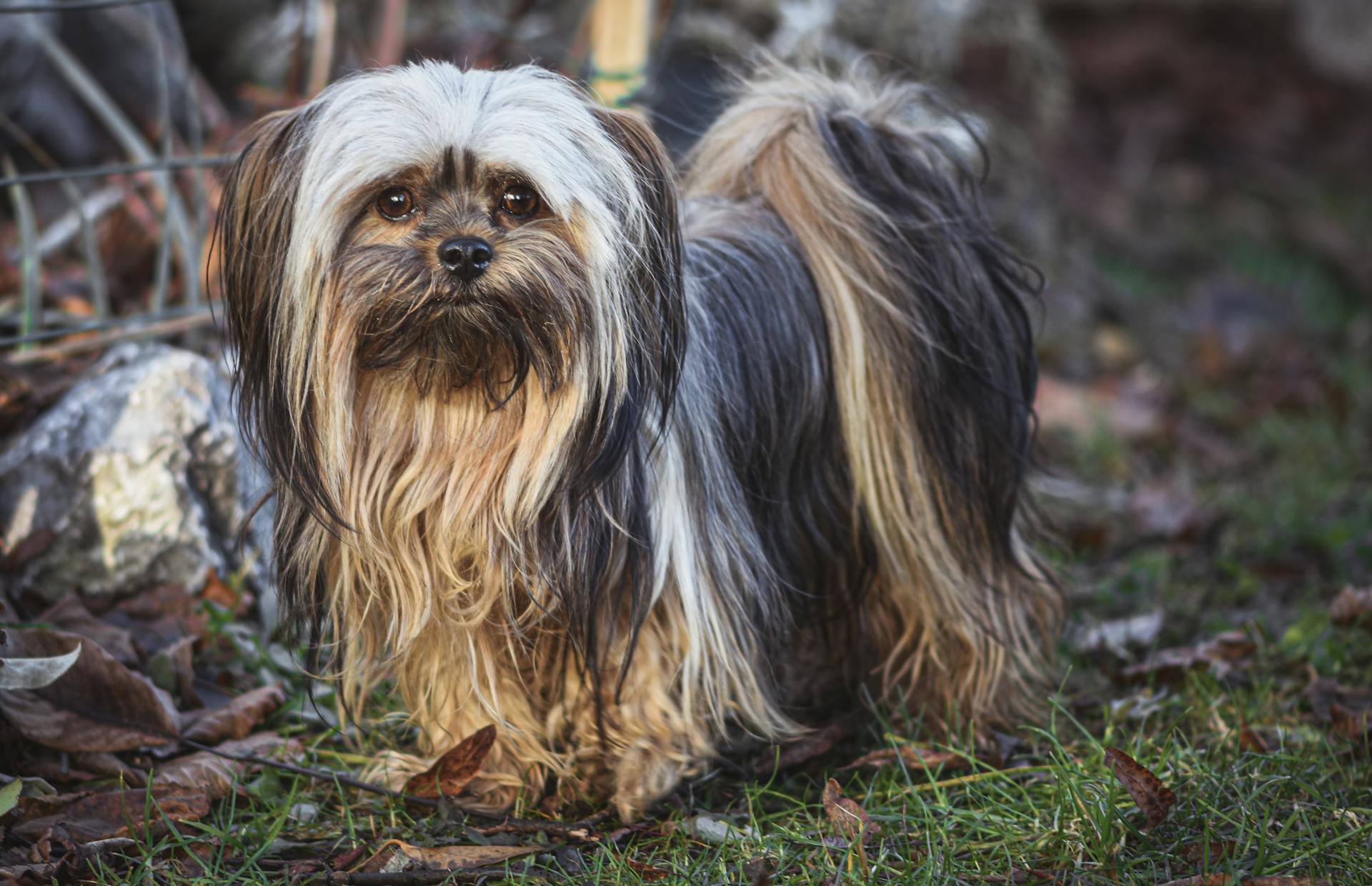 Een close-up van een Lhasa Apso op de grond