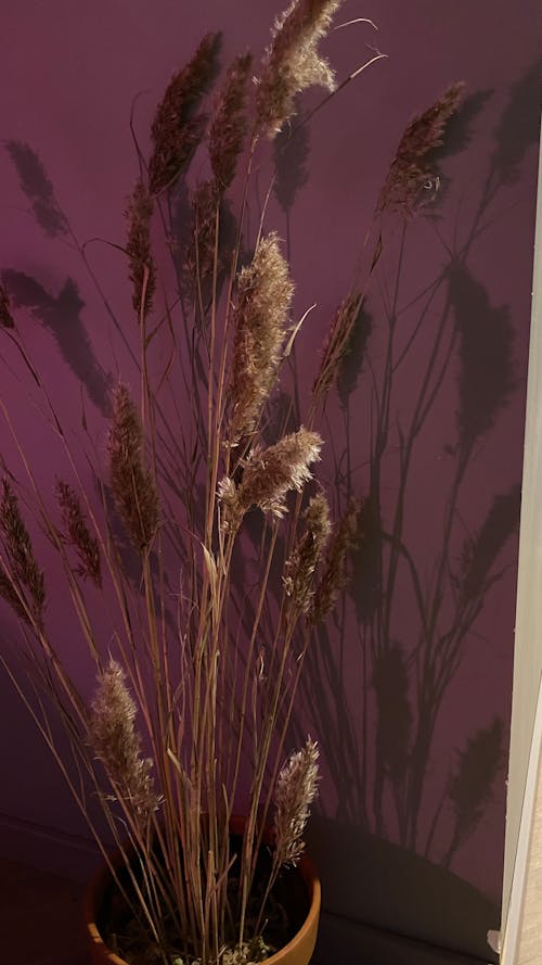 Close-Up Shot of Potted Pampas Grass