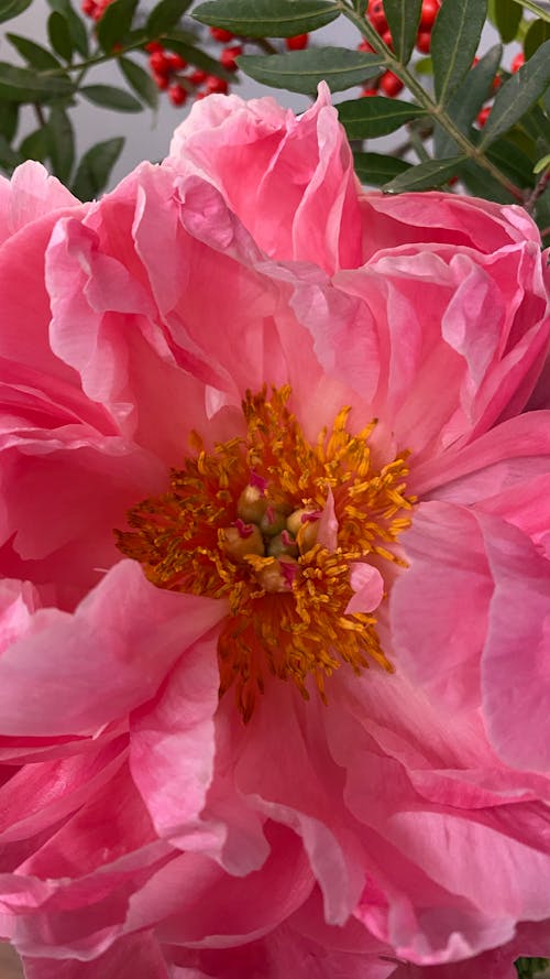 Close-Up Shot of a Pink Flower in Bloom