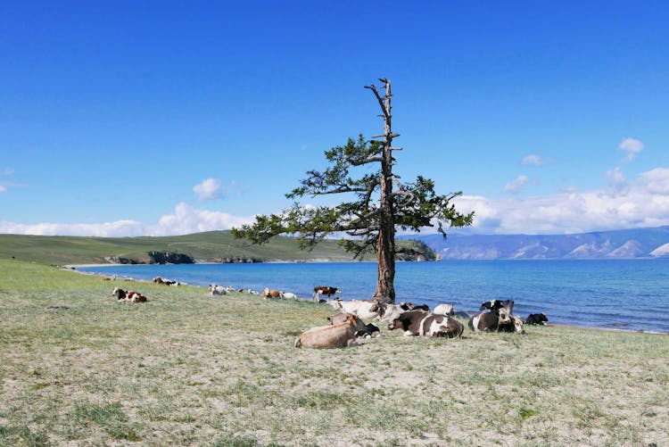 Cows Grazing By A Lake