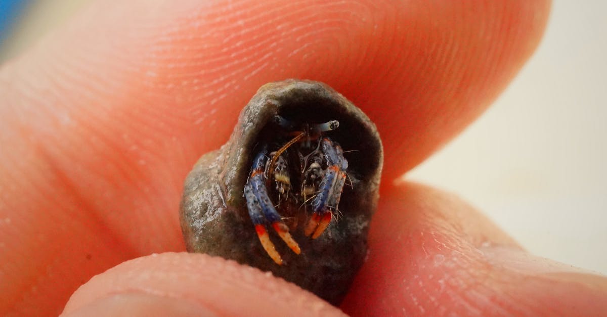 Fingers Holding a Small Black Spider Egg