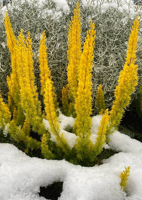 Fotos de stock gratuitas de amarillo