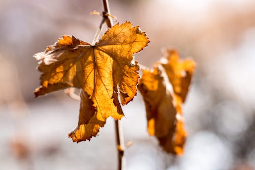 Free Close-Up Shot of Dry Maple Leaves Stock Photo