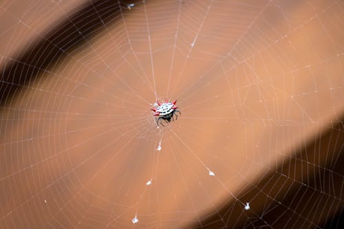 Close-Up Shot of a Spider on a Web