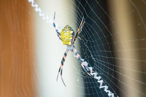 Yellow and Black Spider on Web in Close-Up Photography